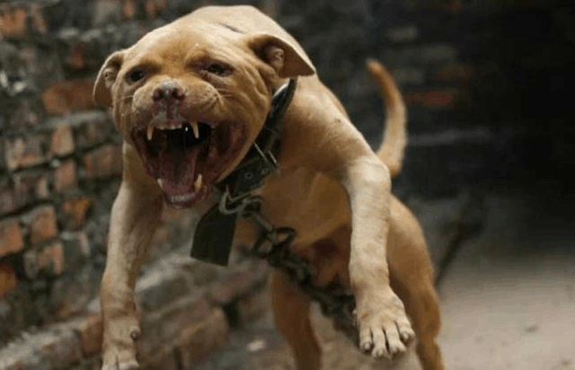 世界最凶猛的八种犬,藏獒竟然没上榜?