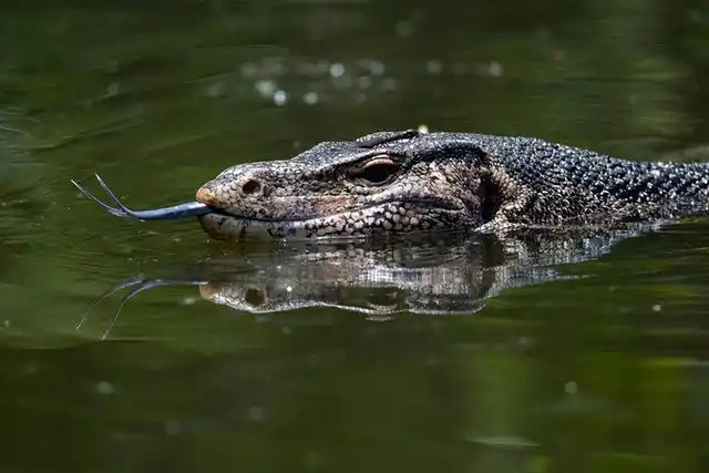 泰国栖息的泽巨蜥.(图/cfp)