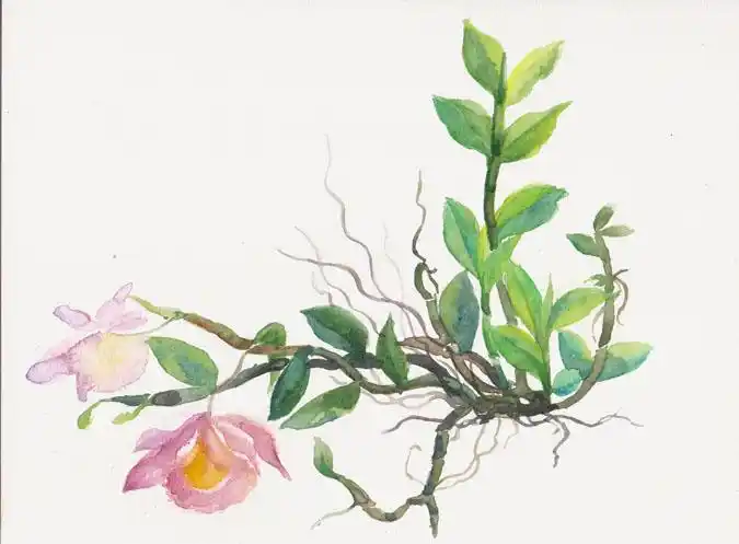 水彩 兰花 美花石斛
