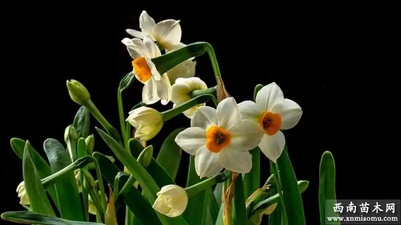 代表健康平安的花有哪些