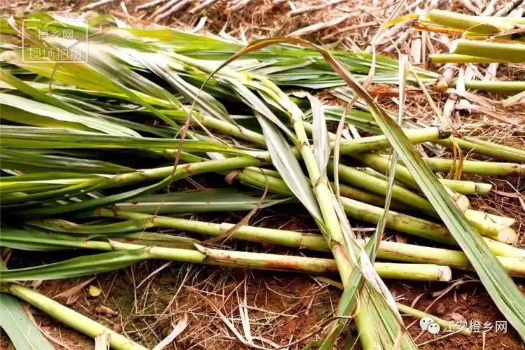 甜过初恋都说江安鹅宝山的甘蔗又甜又泡到底是为什么呢