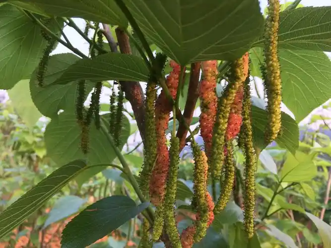 东魁杨梅场引进台湾新品种桑葚已熟