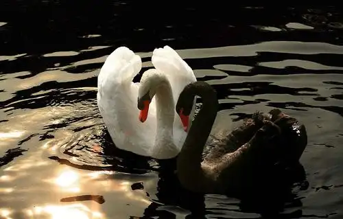 股市的黑天鹅白天鹅看多小散不惧主力做空打压