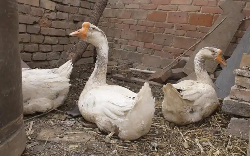 三只白色大鹅蹲在墙角晒着太阳嘎嘎叫