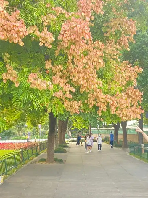 浪漫的秋天从粉粉的栾树开始了