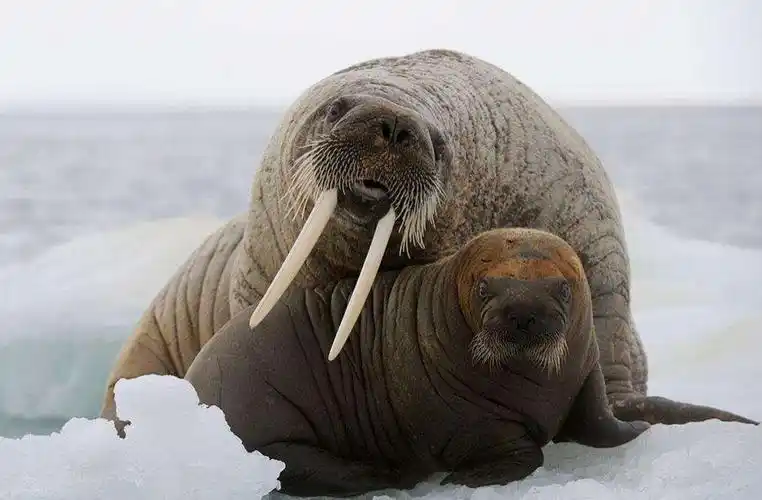 虎鲸是海洋霸主,还有什么动物能威胁到它?