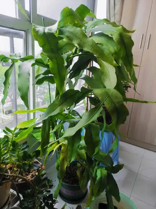 花友们,这昙花夏天叶子总是打鄢,每年就开2朵花,其余花苞自己就掉了