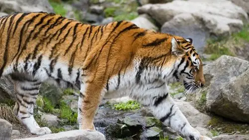 东北虎走,石头 壁纸