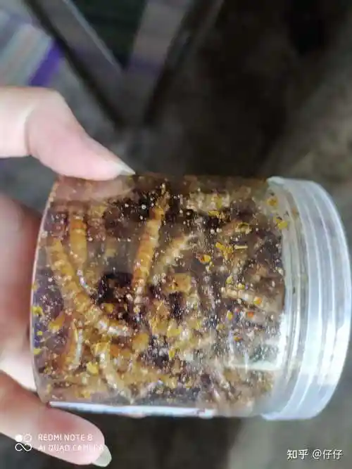 铛铛铛铛～收到了损友送的油炸面包虫