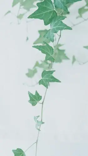 日系小清新绿色护眼,高清图片,手机锁屏桌面-壁纸族