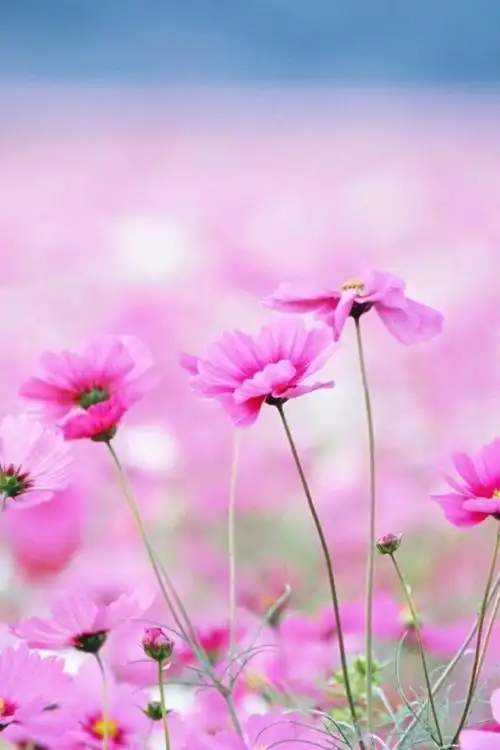 清新美丽花朵唯美意境简约风格