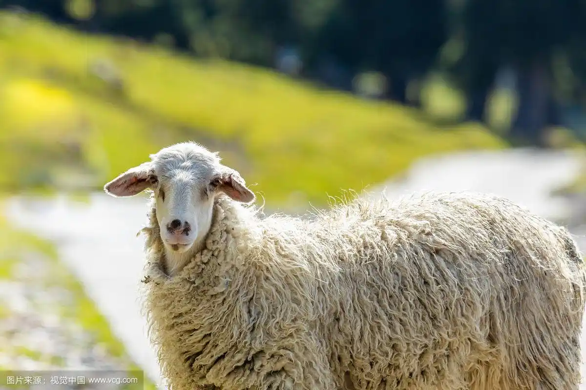 夏季中国新疆那拉提草原上的绵羊特写
