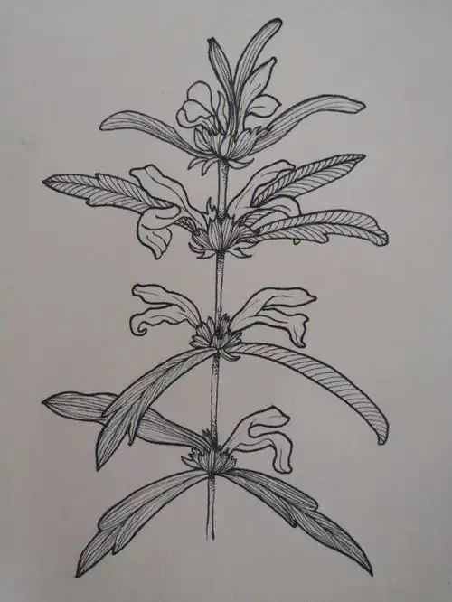 一笔一世界075益母草