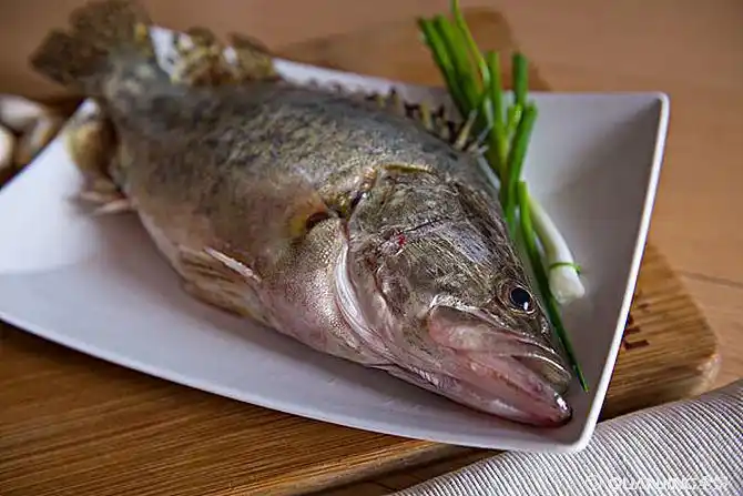 一条新鲜鲑鱼_全景网