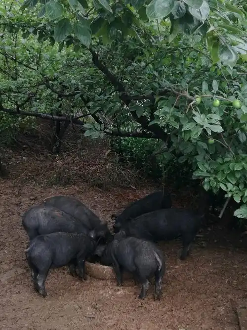 禹州市佛山生态园---黑土猪