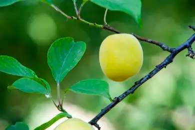 杏树上成熟的杏子 绿色叶子