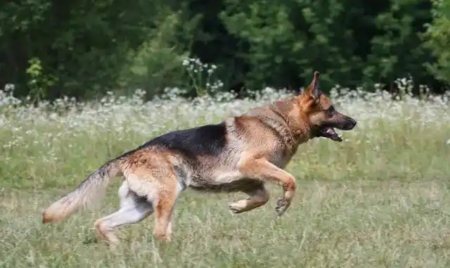 在很多人印象中,德牧就是农村的大狼狗,高大凶猛,不敢随便靠近,不过