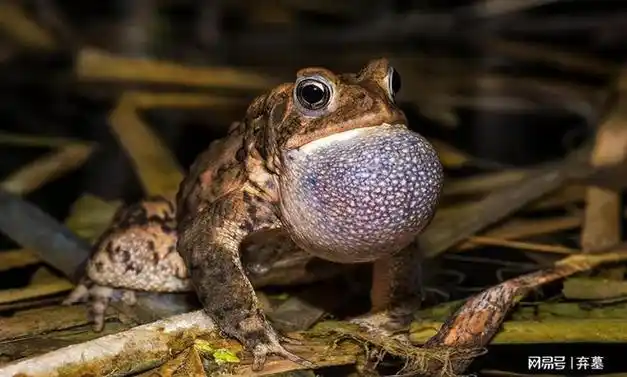 田鸡|龙虾|裂头|两栖类|无尾目|美国牛蛙|水生动物_网易订阅