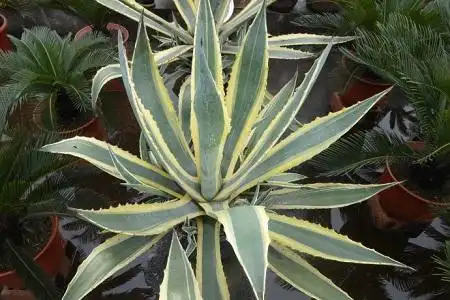 金边龙舌兰能放室内吗