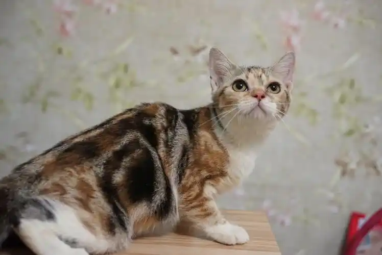 cfa注册美国短毛猫舍美短多种颜色图组