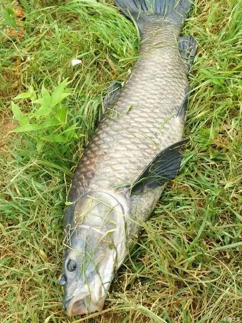 二十六斤大青鱼 - 钓鱼之家