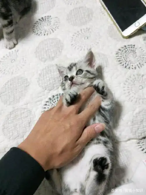 美短猫纯不纯,就看这6个地方,串串根本装不出来