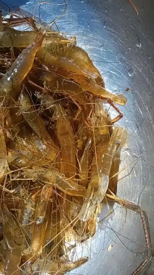 刚刚回来到家的,山坑老虾公,非常漂亮.