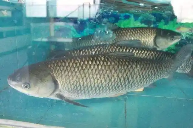 买活鱼时,观察这些特征,买到的鱼又鲜又好