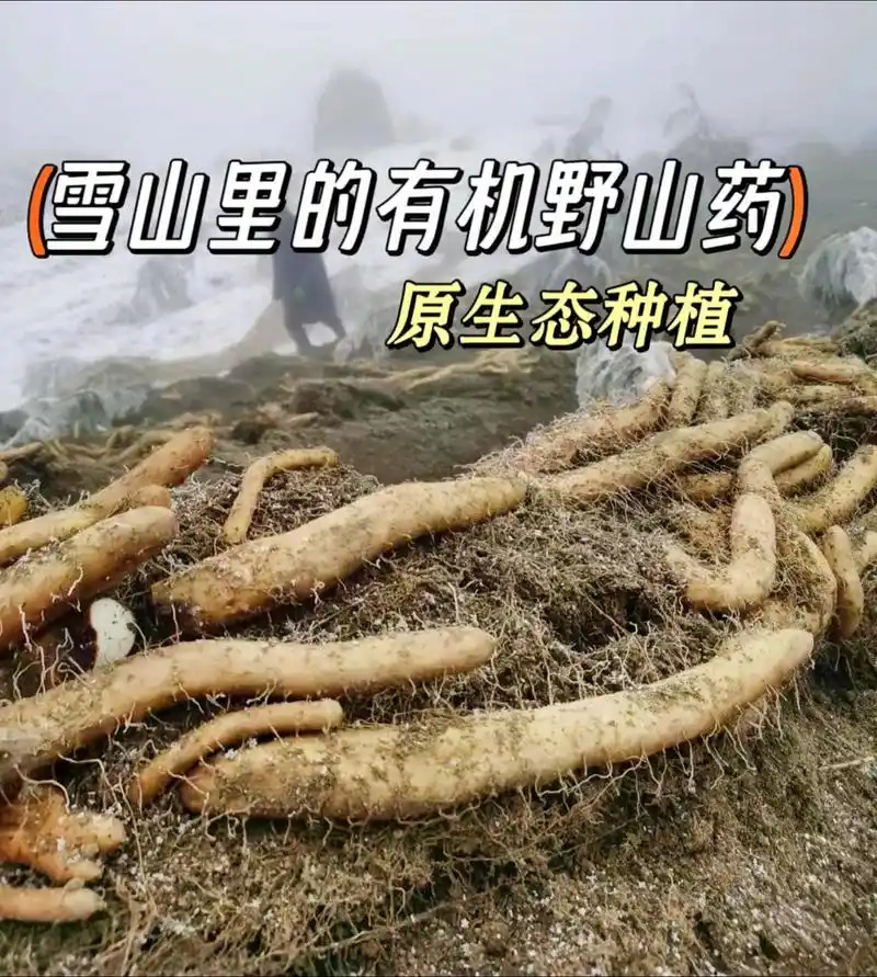 这生长于雪山的有机野山药,无污染的高海拔雪山下原生态种植,现 - 抖