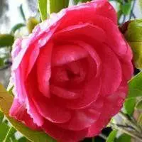 女性牡丹花微信头像_微信头像图片大全