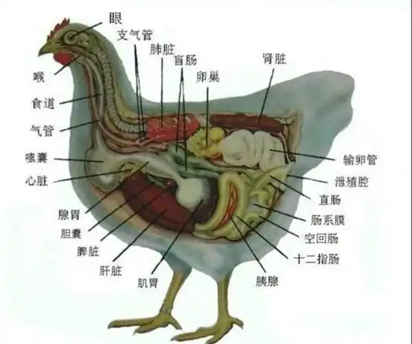 古代的科技没有如此发达,为了能够刺激母鸡下蛋,人们会把鸡扔水里泡上