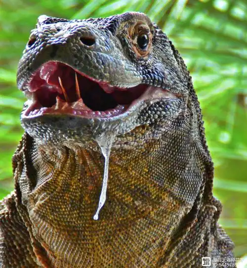 现存最大的蜥蜴,被神话的科莫多巨蜥,其真正战斗力到底如何?