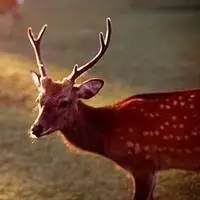 梅花鹿头像图片大全点击鼠标右键下载