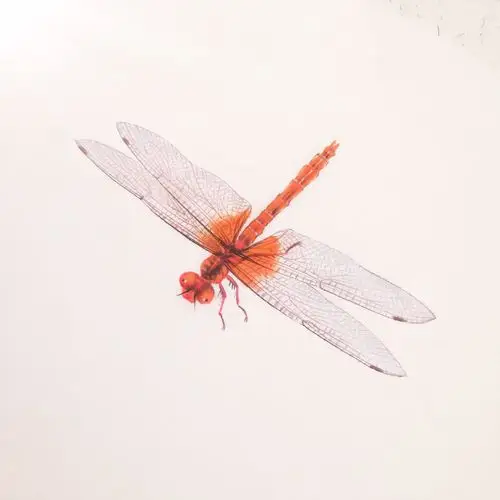 蜻蜓|纯艺术|绘画|不秋草堂 - 原创作品 - 站酷 (zcool)