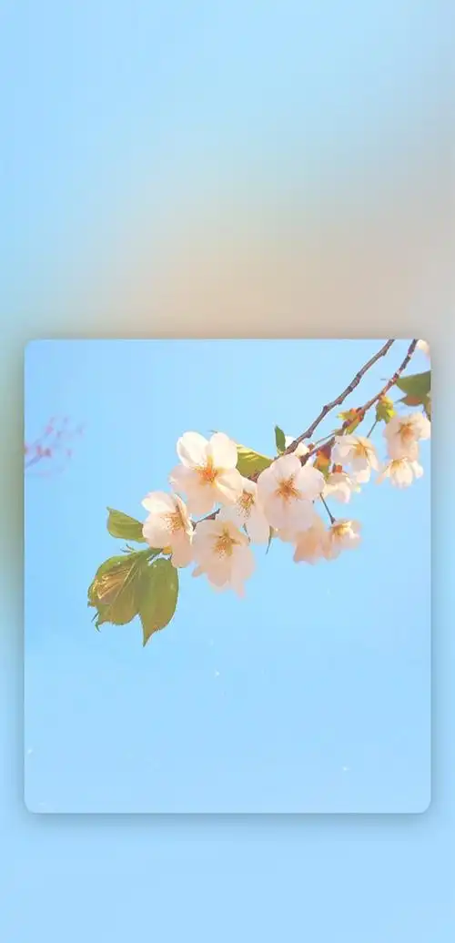 iphone8清新植物自然手机壁纸