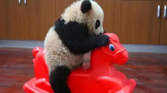 熊猫宝宝玩摇摇椅,刚玩一会就被拿走,接下来反应让人捧腹