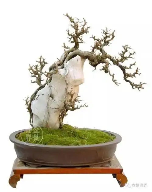 一组小叶女贞盆景作品欣赏,风华蔚然云岭欢歌