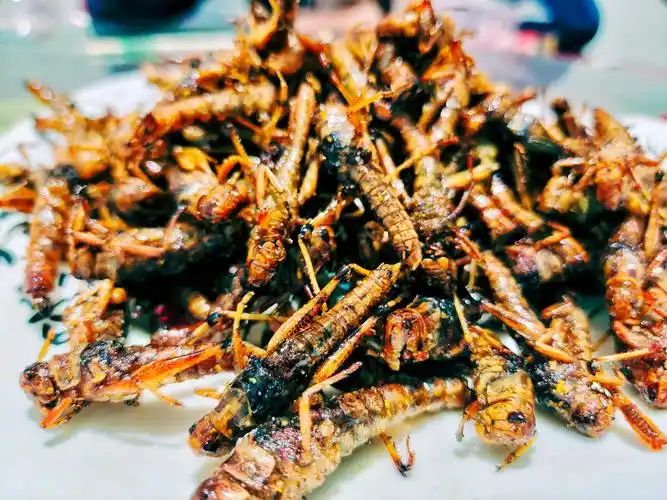 第一次吃到炸蚂蚱,美味至极. - 韩童学 - 图虫