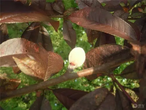 【智勇杂苑】看到红叶碧桃的果实了!