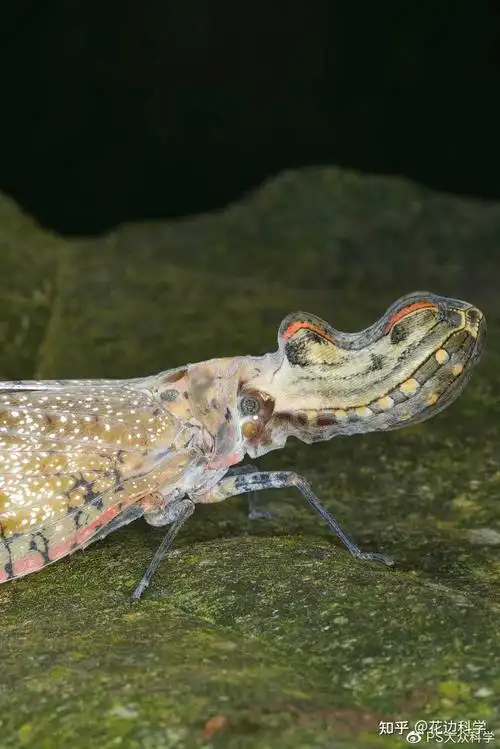 17 种不可思议的亚马逊雨林动物 - 知乎