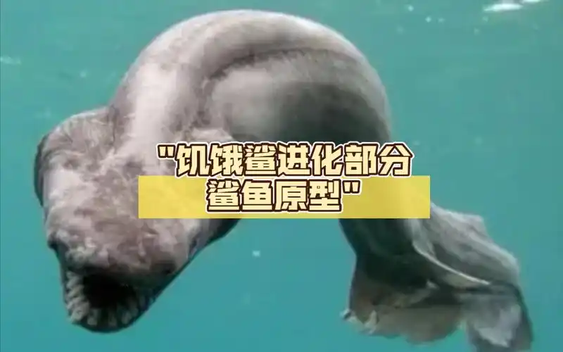 饥饿鲨进化部分鲨鱼原型