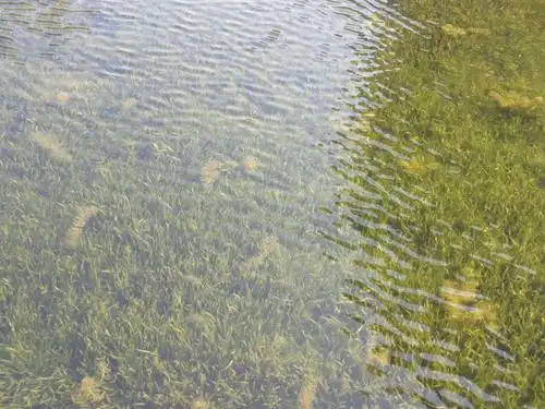 人工湖专用矮生苦草