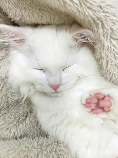 粉爪爪好可爱想咬一口