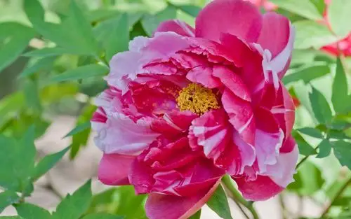 娇艳富贵牡丹花高清宽屏电脑桌面壁纸