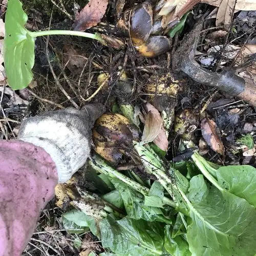 野生百合种球 荞麦叶大百合花苗 阳台庭院盆栽超大个现卖现挖