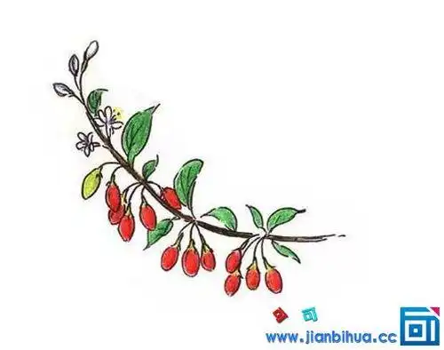 枸杞树简笔画