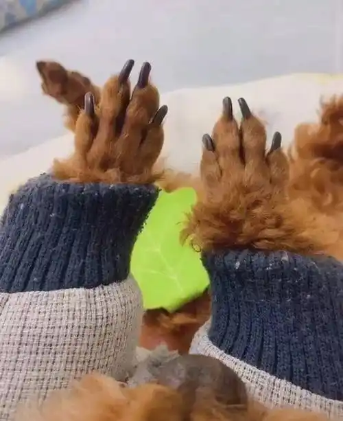 泰迪爪子收缩一蹦一跳,弹力伸缩,唯一去过蹦迪的狗_狗狗_主人_节奏感