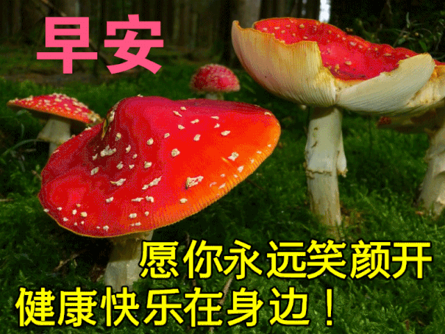 下午好动态表情图最新版漂亮下午好问候动画表情鲜花图片下午好问候