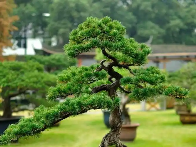 大树-黄龙山松树02(图片编号:16567674)_城市规划_我图网