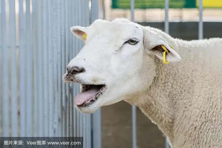 绵羊,咩咩叫,注视镜头,可爱的,农业